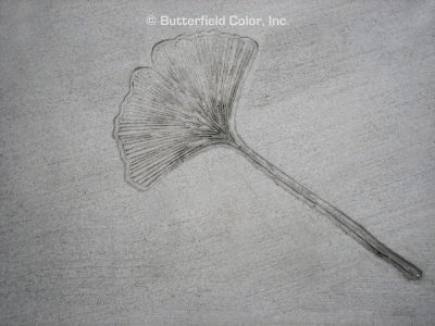 Butterfield Color Ginkgo Leaf Concrete Stamp