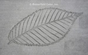 Butterfield Color Elm Leaf Concrete Stamp