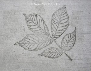 Butterfield Color Hickory Leaf Cluster Concrete Stamp